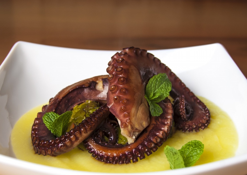 octopus photo